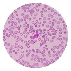 red blood cells on white background medical science.