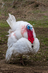 handsome turkey-cock  