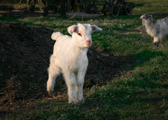 Pets small white goat