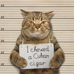 The bad cat chewed a Cuban cigar. He was arrested for it.