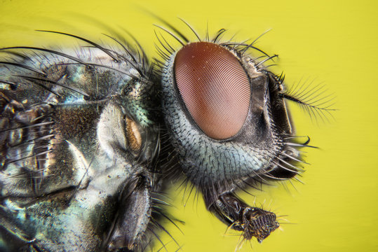 Common Green Bottle Fly, Greenbottle Fly , Lucilia sericata