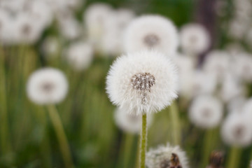 white dandelions