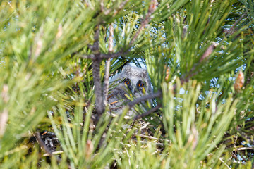 Joven Búho Chico entre las ramas de un pino. Asio otus.