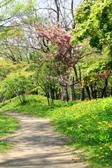 Fototapeta na wymiar Park in Sapporo city in the spring