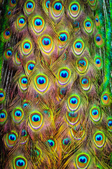 The wings and feathers of the male peacock.