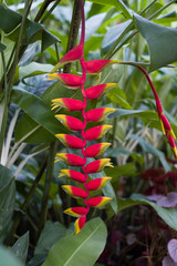 Obraz premium Beautiful orchid in the botanical garden of Singapore