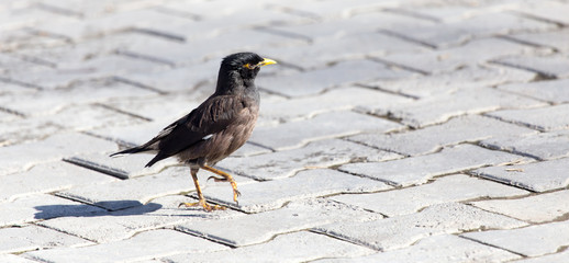 Starling on the road