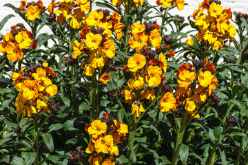 Plantas de Alhelí en flor. Erysimum cheiri.