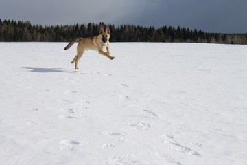 рыжий молодой пес в прыжке