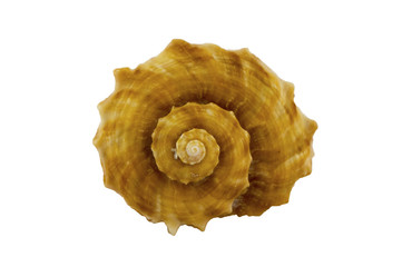 The spiral-shaped shell. Sea shell isolated on white background.