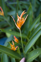 Beautiful orchid in the botanical garden of Singapore