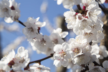 blooming cherry. WHITE FLOWERS BEAUTIFUL