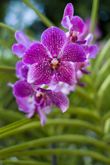 Fototapeta na wymiar Beautiful orchid in the botanical garden of Singapore