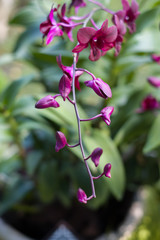 Beautiful orchid in the botanical garden of Singapore