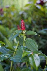 Beautiful orchid in the botanical garden of Singapore