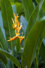 Beautiful orchid in the botanical garden of Singapore