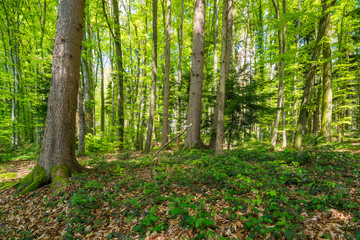 Waldweg im Frühling in Deutschland, Europa