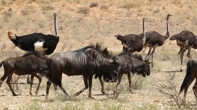 Blue wildebeest walking with ostriches in the Kalahari