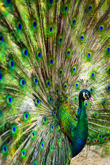 Fototapeta premium Peacock spread out wings wide feathers.