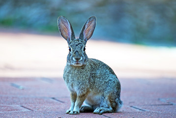 Wild Cottontail Rabbit