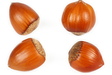 hazelnut isolated on white background