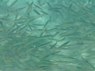 coralli e pesci nel mare © paolo