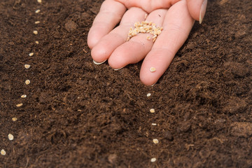 Gardener's hand seeding tomato seeds in the ground. Early spring preparations for the garden season. 