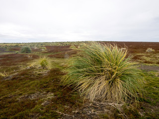  DIstands of native grasses Tussac grass, Poa flabellata, Sea lion island, Falkland - Malvinas