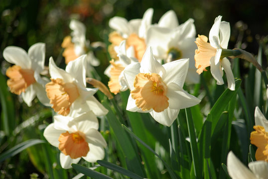 Narcisses blancs à coeur orange au jardin au printemps