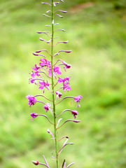 Close-up of a fireweed, also known as rosebay willowherb (epilobium angustifolium), and its magenta flowers. This plant is commonly found in alps landscapes. Vertical photo, blurred background.