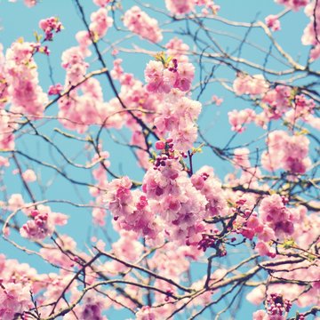 Grußkarte - Japanische Kirschblüten - Frühling