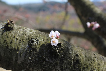 桜の花