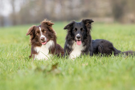 Zwei Border Collies liegen im Gras