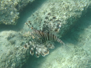 coralli e pesci nel mare © paolo