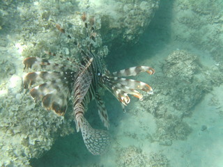 coralli e pesci nel mare © paolo