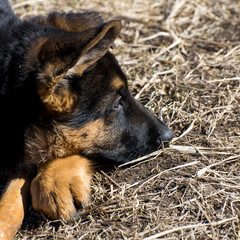 German shepherd puppy