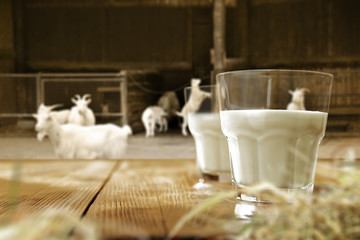 goat milk 