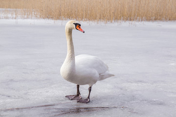 White swan surviving on the lake ice in early spring. Wildlife in the Europe.
