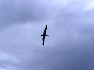 Southern Giant Petrel, Macronectes giganteus, in flight, Sea Lion, Falkland Islands