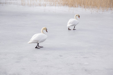 White swans couple surviving on the lake ice in early spring. Wildlife in the Europe.