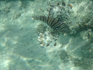 coralli e pesci nel mare © paolo