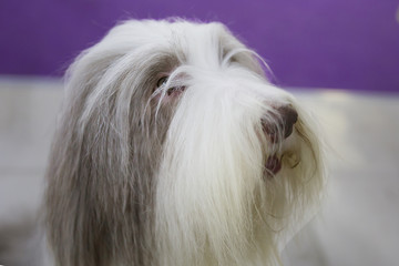 Собака Бородатый колли