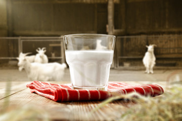 goat milk 