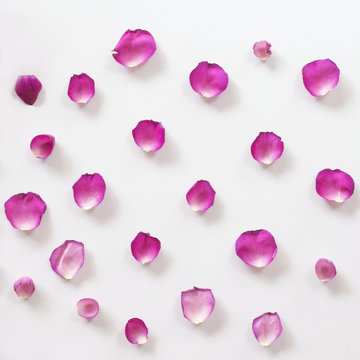 pink rose petals pattern on white background. ﬂat lay,