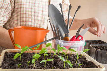 Paprika plants evolve in the ground. Gardener at the background seeding seeds. Early spring...