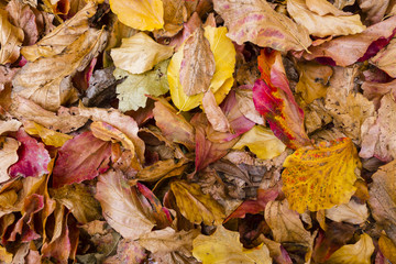 Persian ironwood tree with autumnal leaves