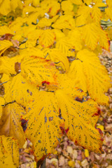 Persian ironwood tree with autumnal leaves