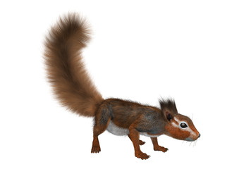 3D Rendering Red Bush Squirrel on White