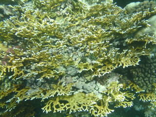 coralli e pesci nel mare © paolo