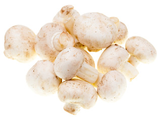 White mushrooms champignons